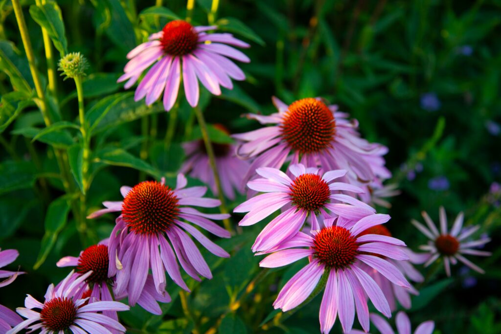 Native Plants for Wisconsin