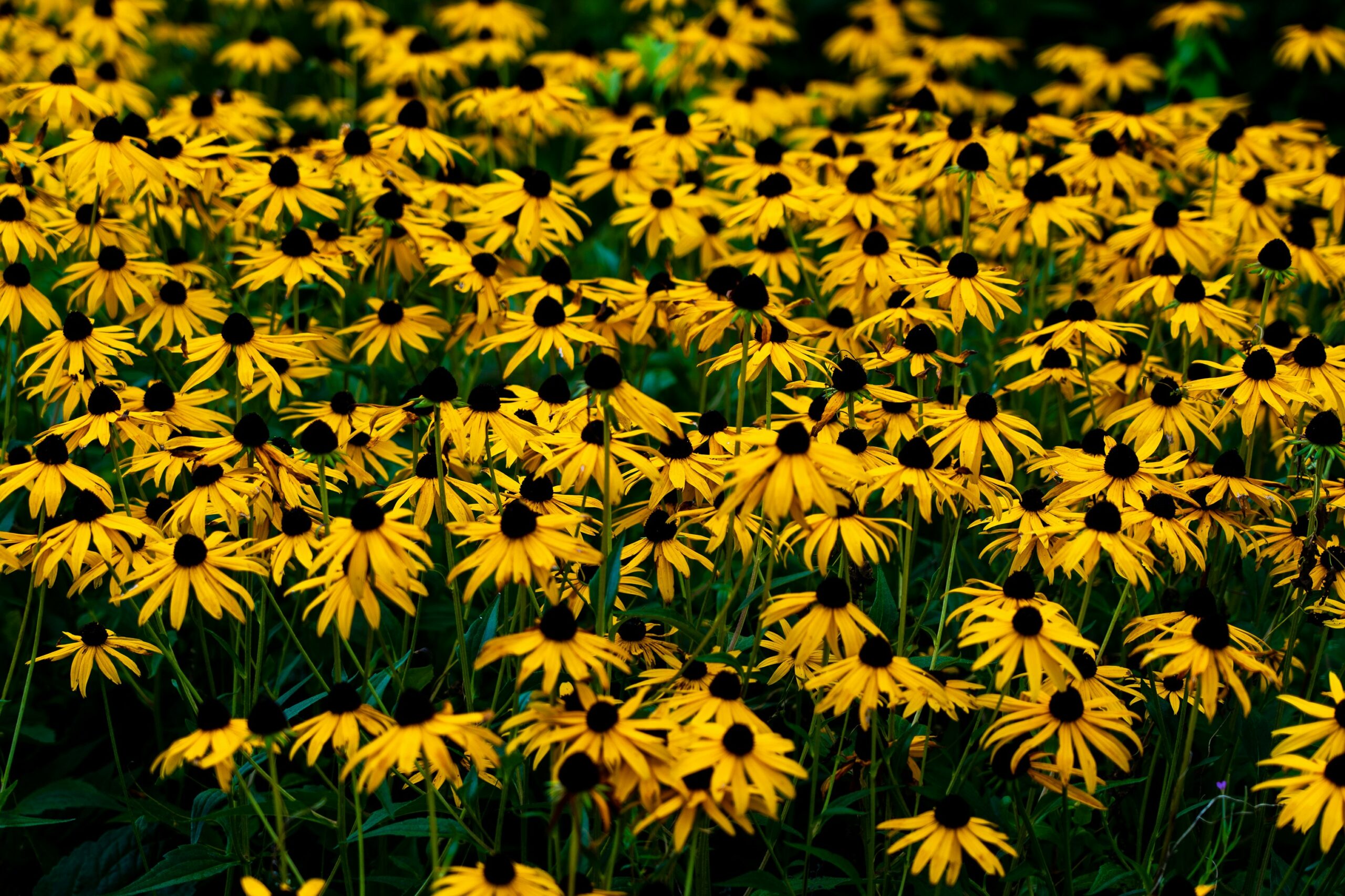 Black-Eyed Susan (Rudbeckia hirta) Native Plants for Wisconsin