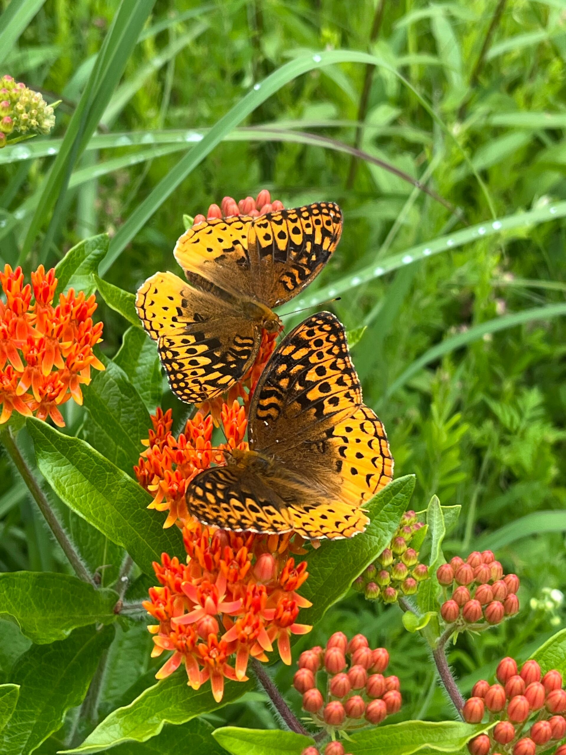 Butterfly Weed (Asclepias tuberosa) Native Plants for Wisconsin
